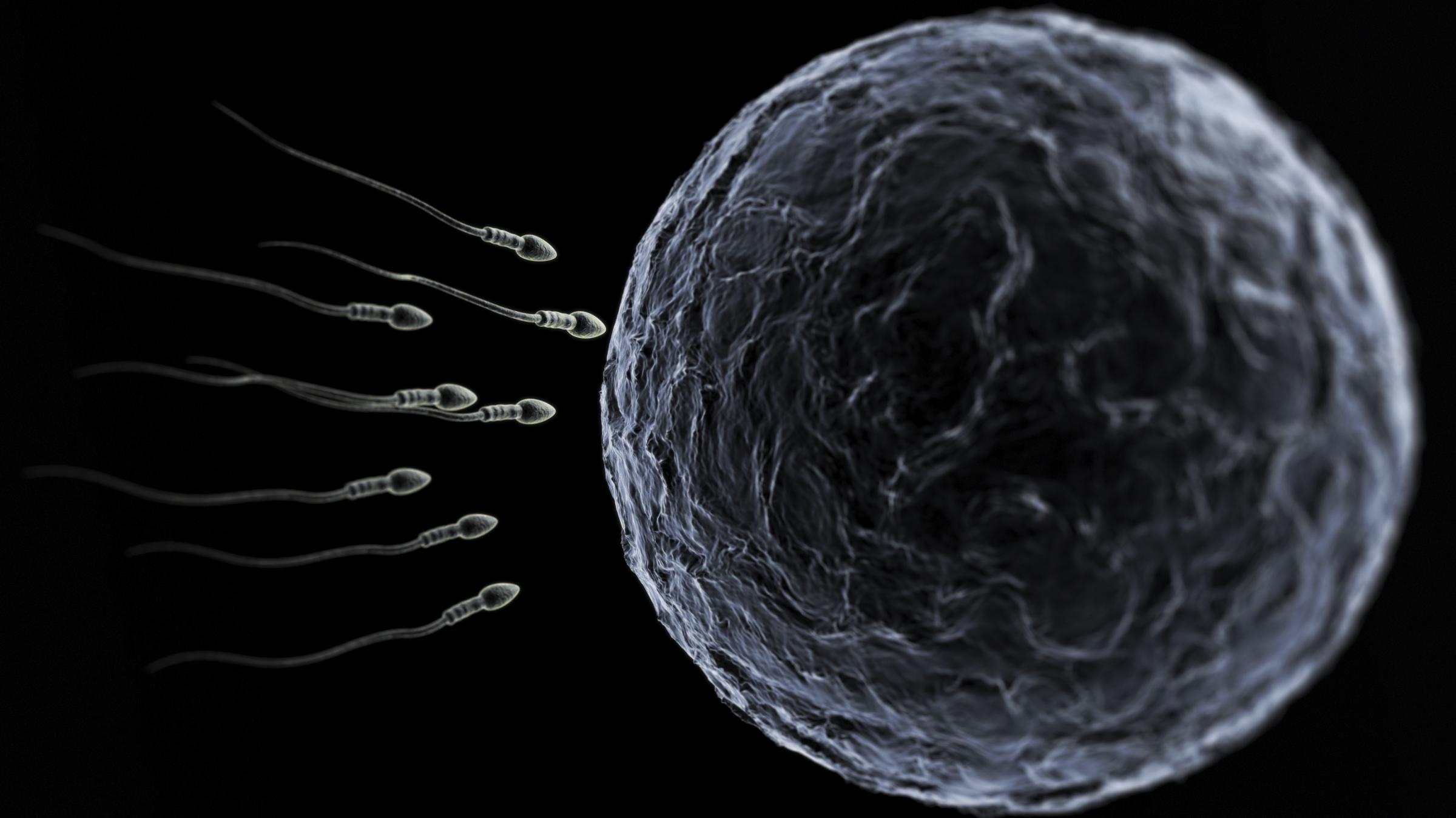 every human sperm and egg is, beyond the shadow of a doubt, alive