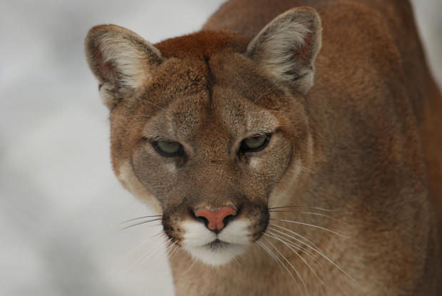 Cougars Reported Near Bend Sunriver Kuow News And Information