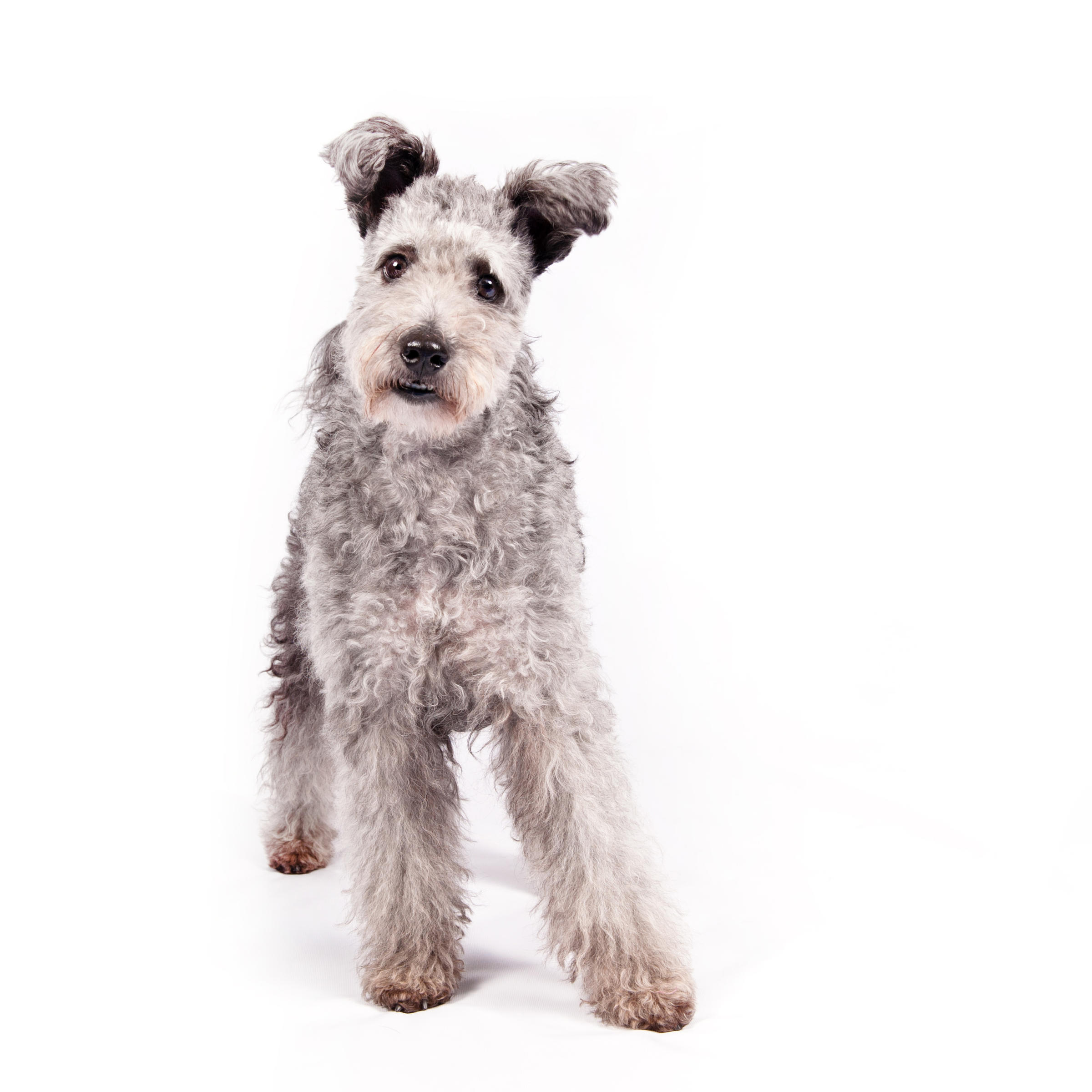 'Intelligent' And 'Whimsical': The Pumi Dog Breed Gains Full U.S. Recognition | KUOW ...2400 x 2400