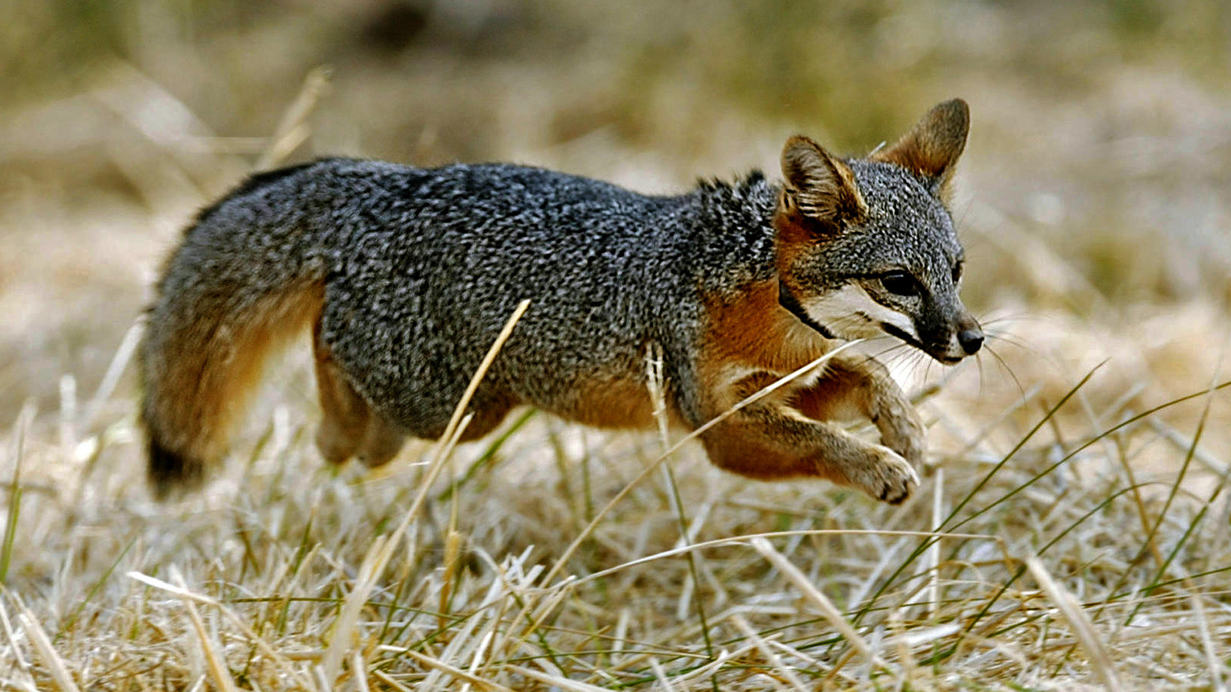 Once Nearly Extinct California Island Foxes No Longer