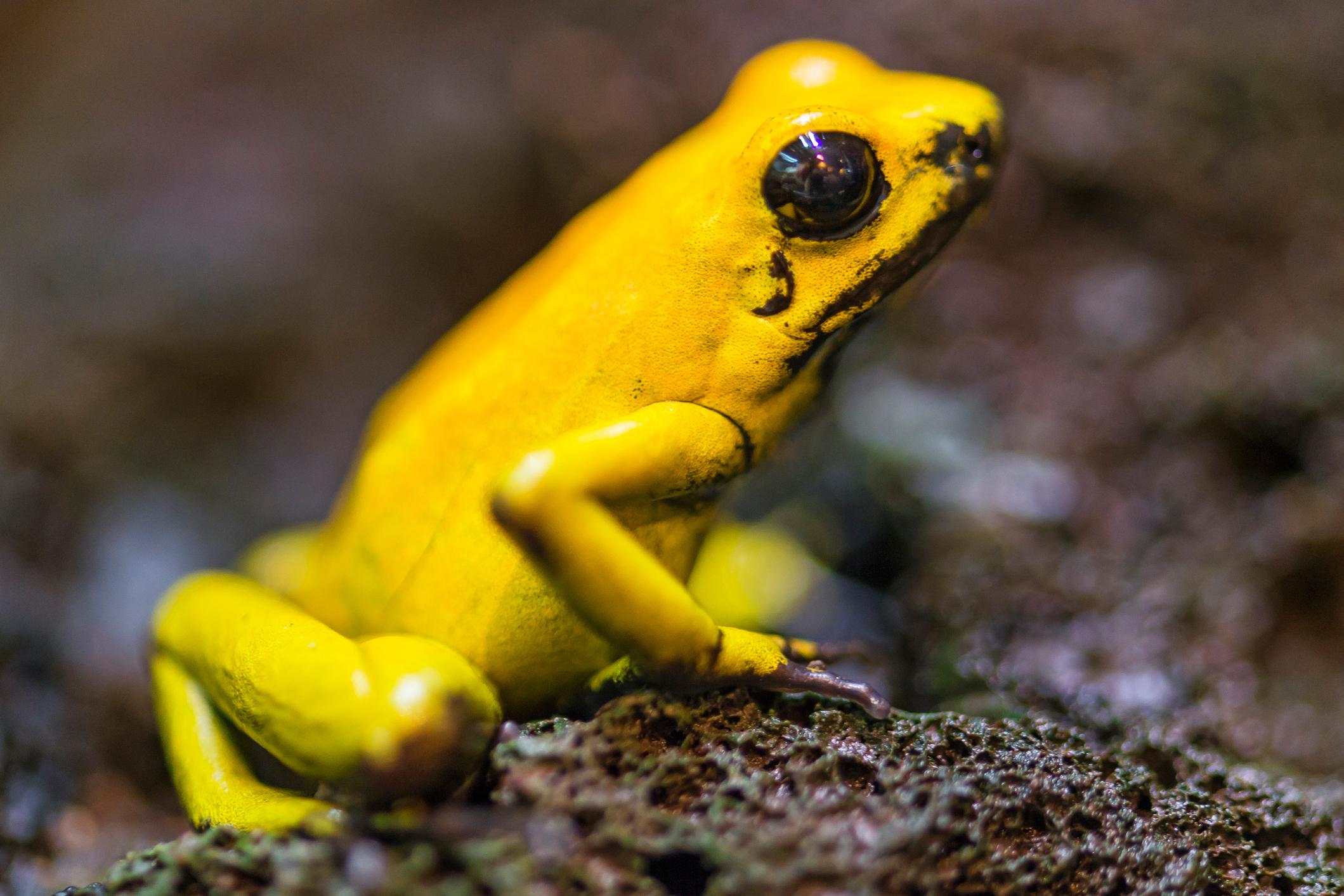 Chemists Re-Create Deadly Frog Poison In The Lab | WXXI News