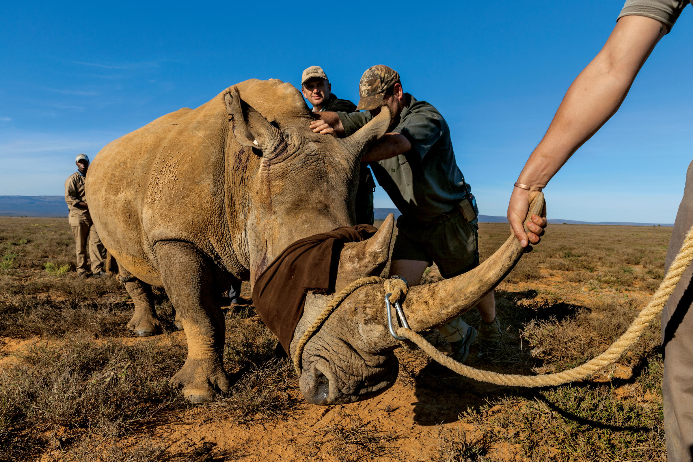 Rhinoceros poaching