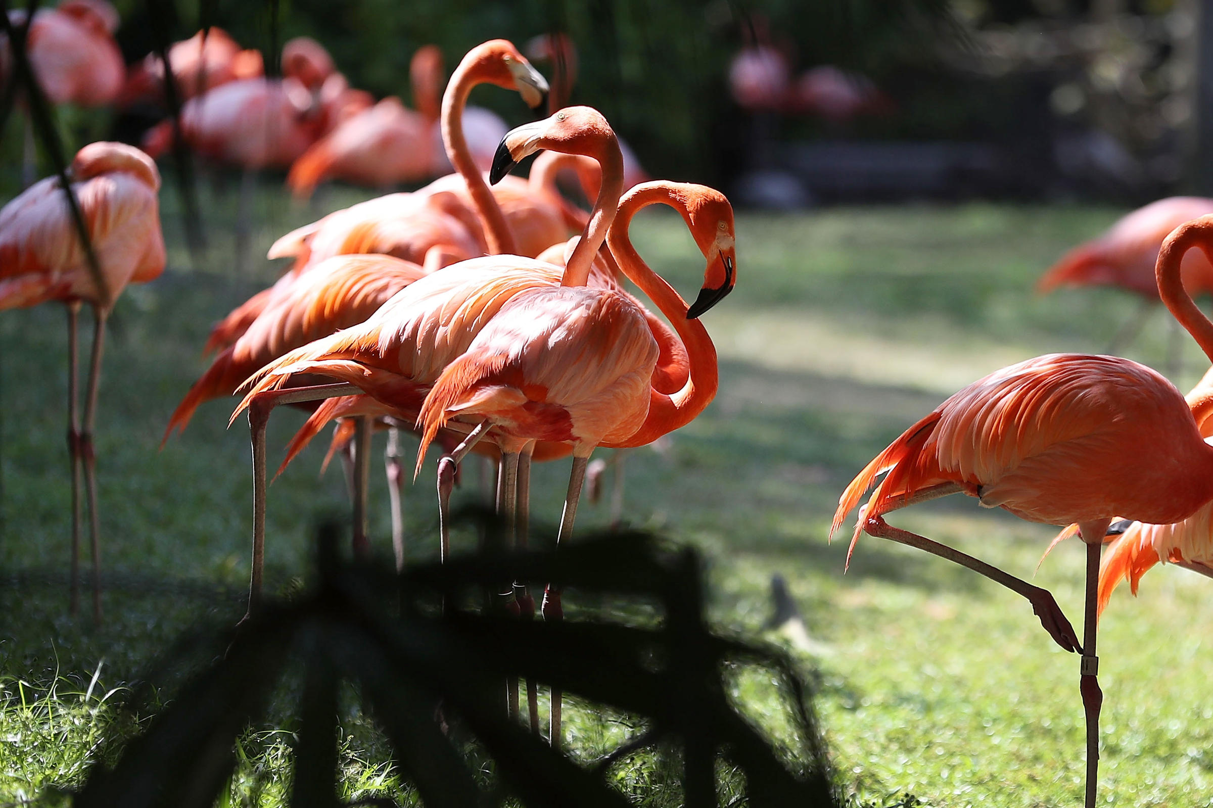 flamingo images
