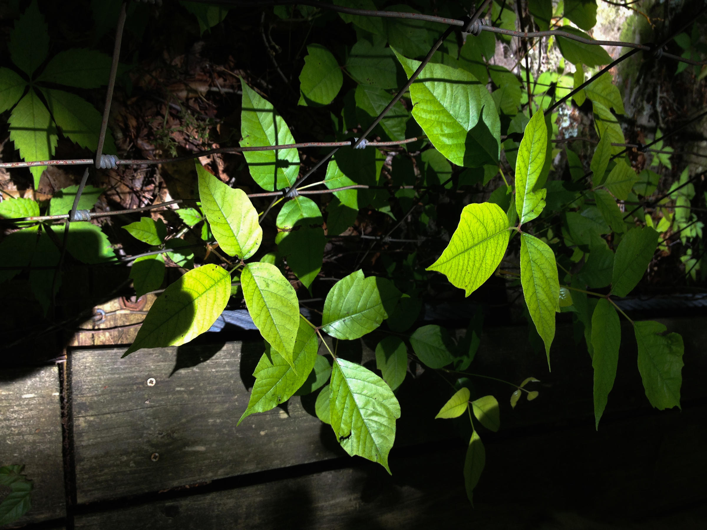 Don't Touch! A Scientist's Advice For Spotting Poison Ivy Before It