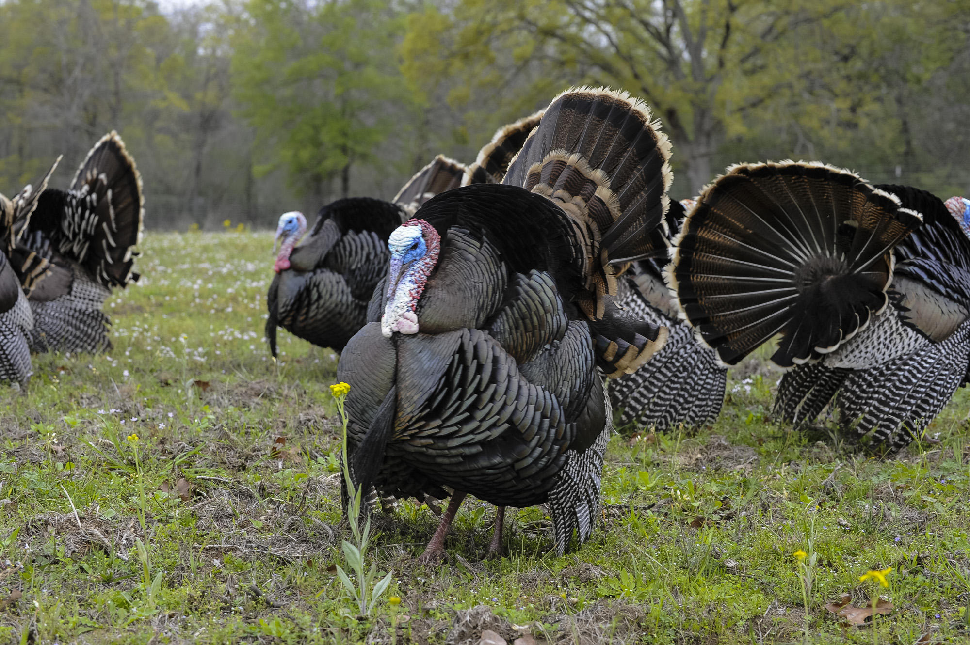 TexasSized Turkeys & Their Tie To The Lone Star State KERA News