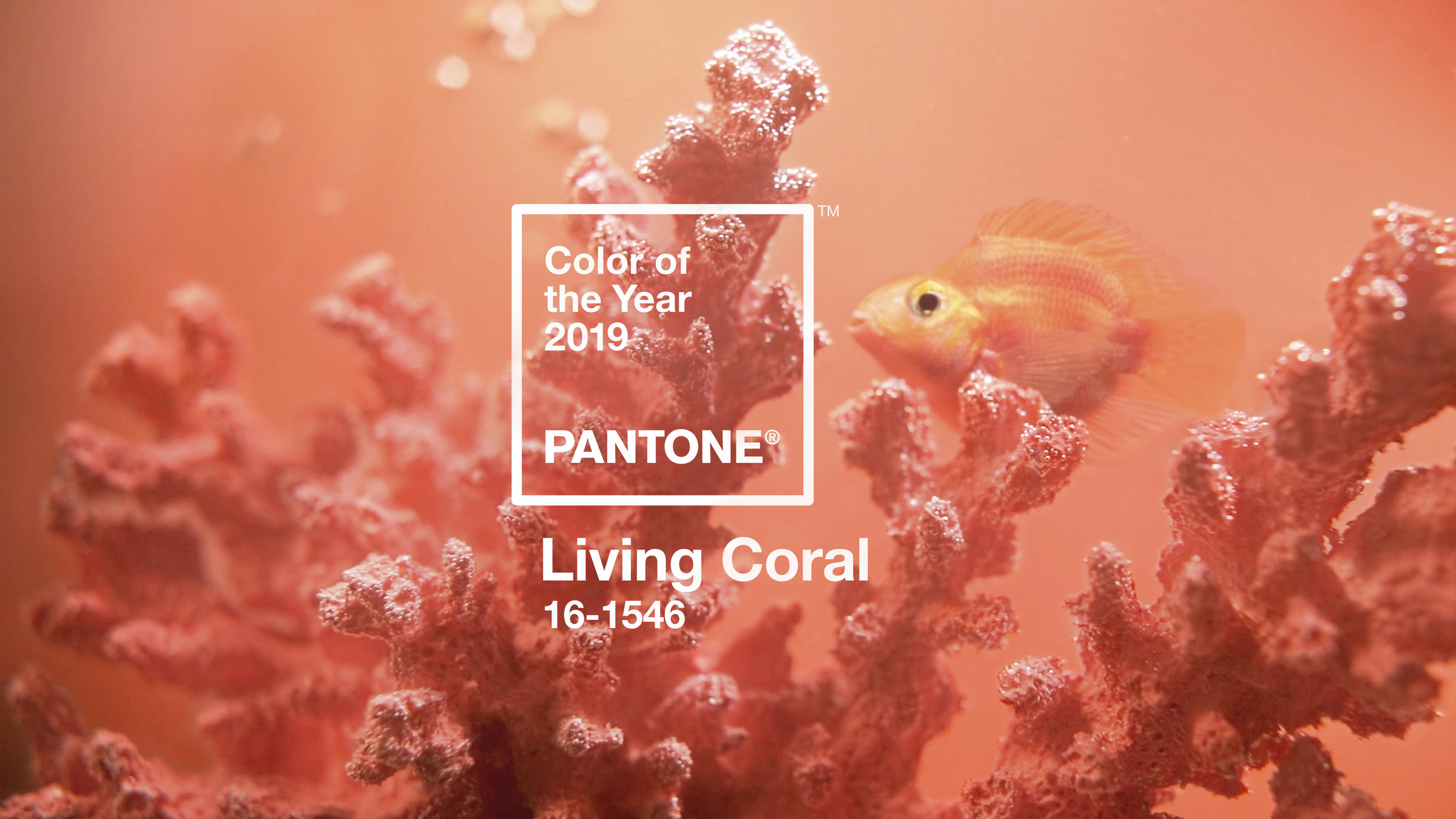 a royal hue: "living coral" crowned color of the