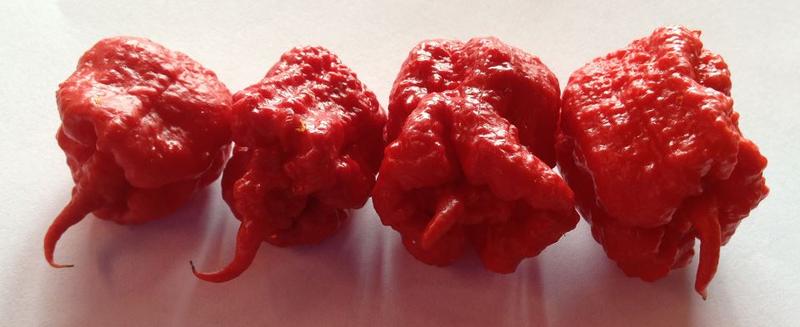 has anyone died from eating a carolina reaper pepper