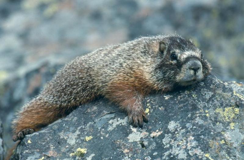 Yellow Bellied Marmots Diet Plans