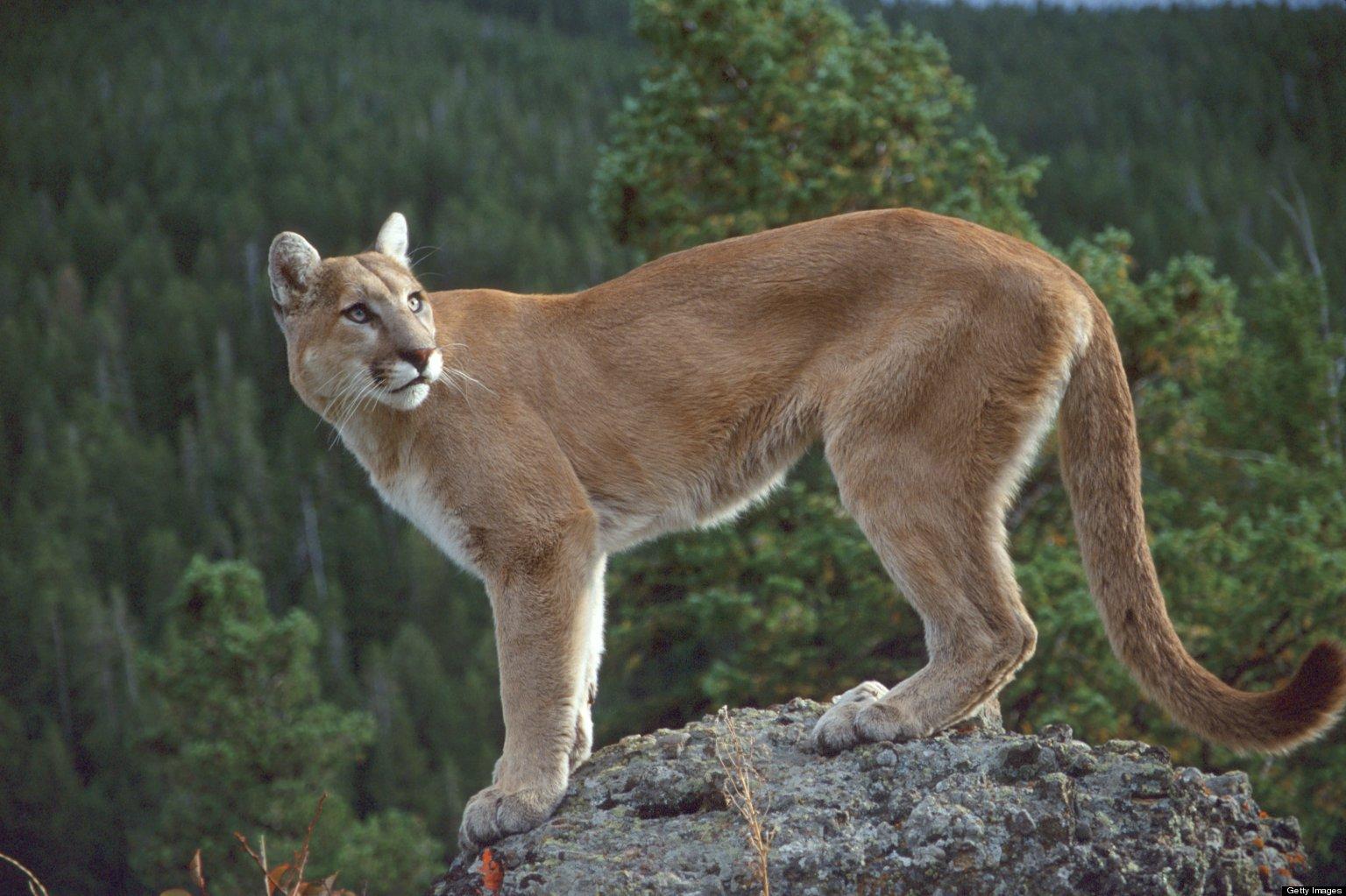 More Cougars Can Be Hunted This Year Dwr Says Upr Utah Public Radio