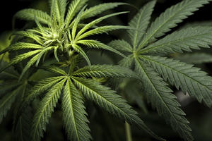 2 Major Business Groups Oppose Marijuana Legalization I...