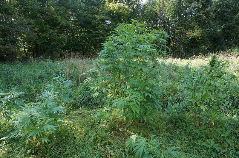 Hemp grows in the Northeast Kingdom at one of the few farms currently cultivating the plant.