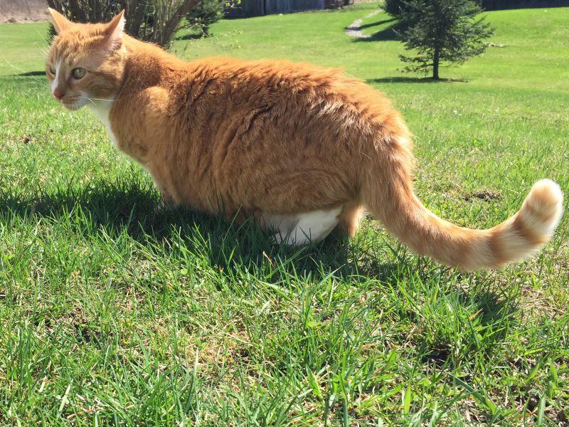 are orange tabby cats mostly male or female