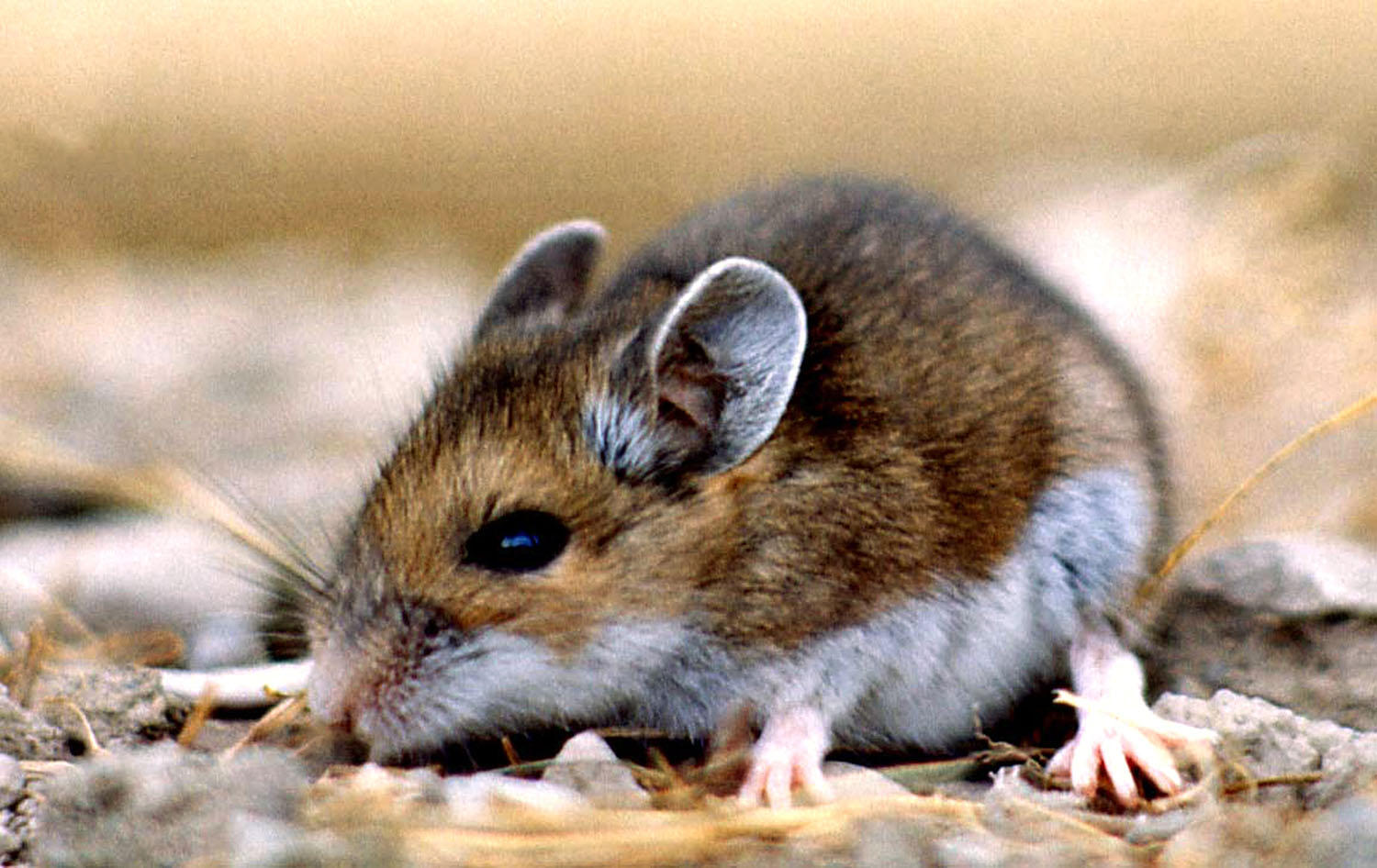 deer mouse house mouse