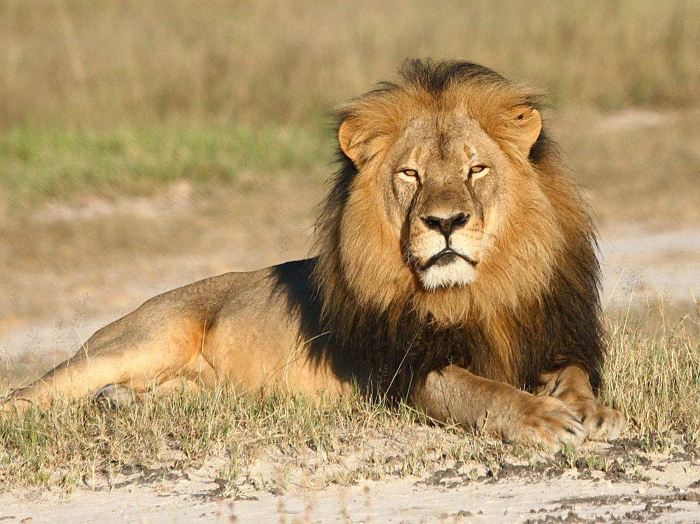 Zimbabwean Men In Court Over Killing Of Cecil The Lion