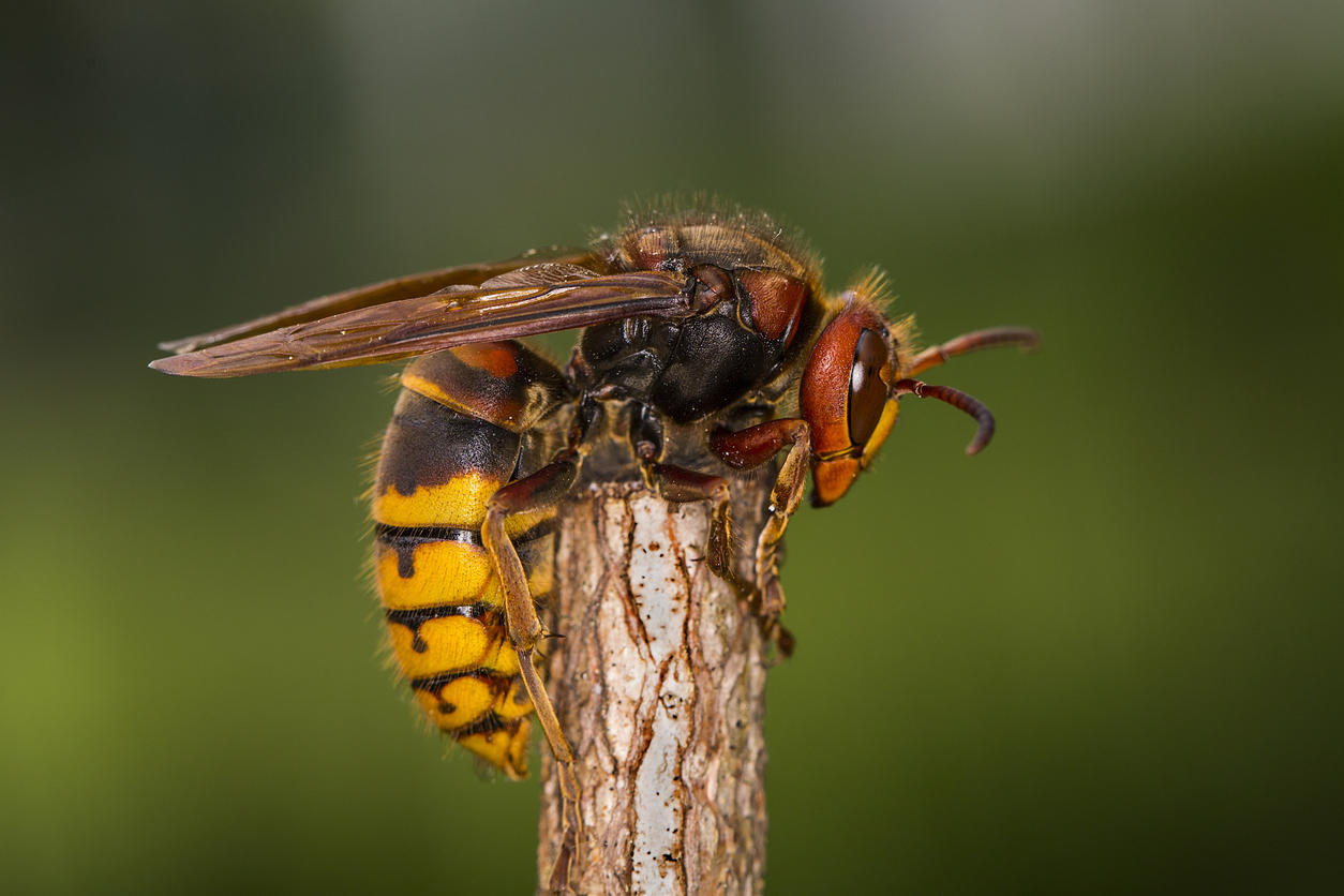 A Buzzworthy Find: European Hornet Identified For The First Time In