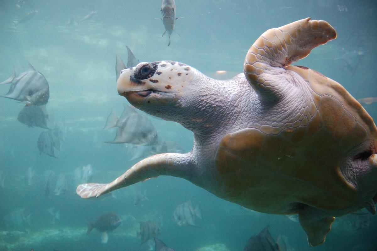 Endangered Loggerhead Sea Turtle Ga Nesting Season Begins WABE FM