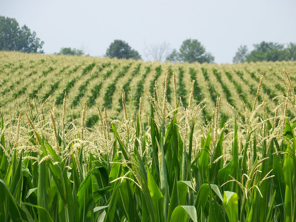 Value Of Indiana Crops Down Despite Higher Prices WBAA