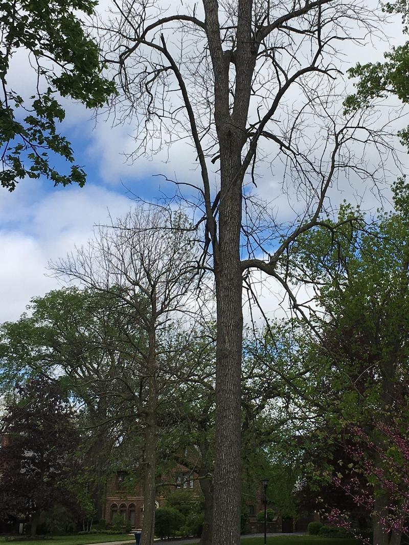 Emerald Ash Borers have killed both trees in this photo taken in Delaware Park on Friday. CREDIT CHRIS CAYA WBFO NEWS