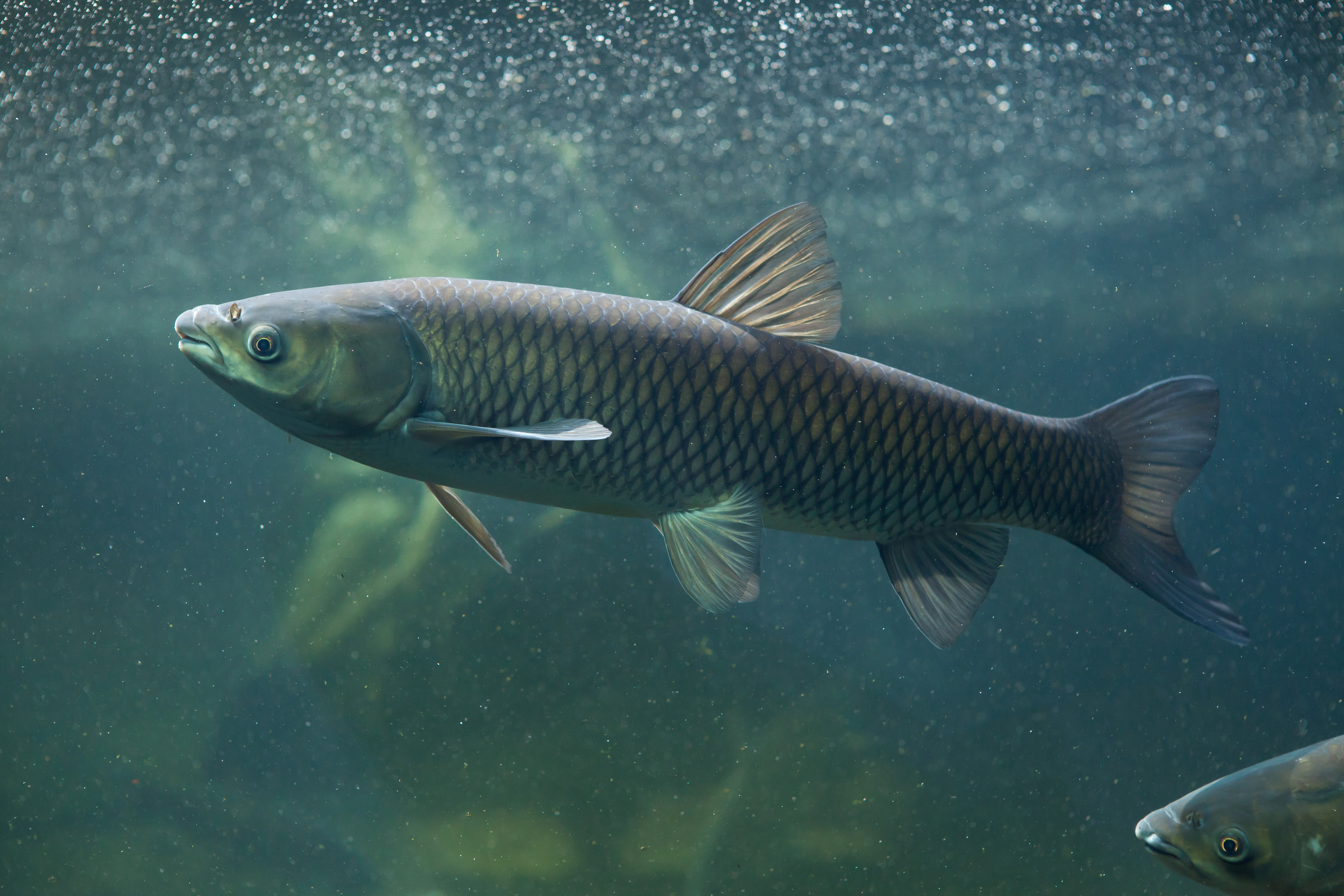Grass carp eggs discovered in Lake Erie tributary