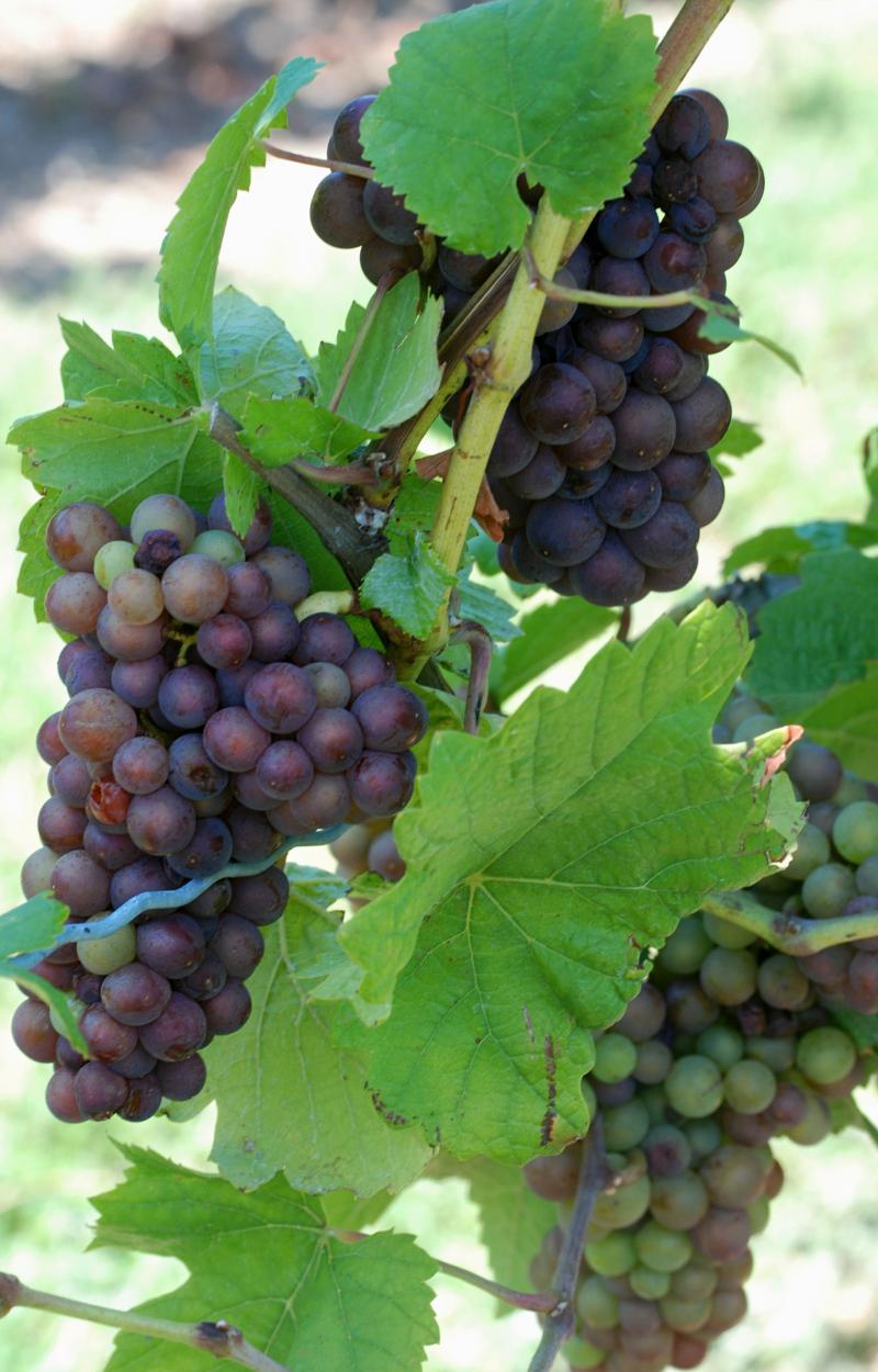 Grapes at 21 Brix Winery and farms in western New York
