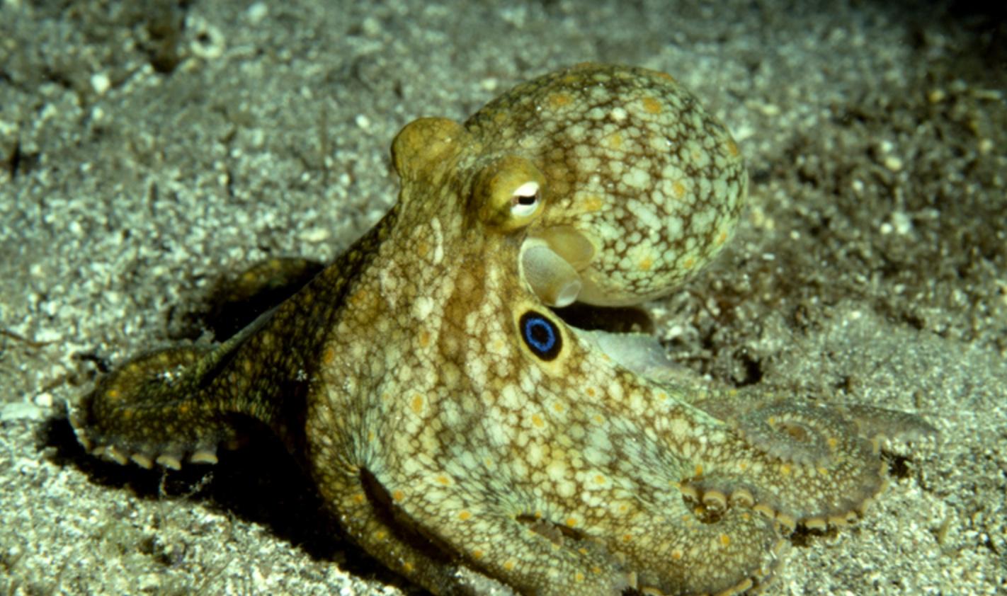 New Camouflage Material Mimics Octopus Skin | WCAI