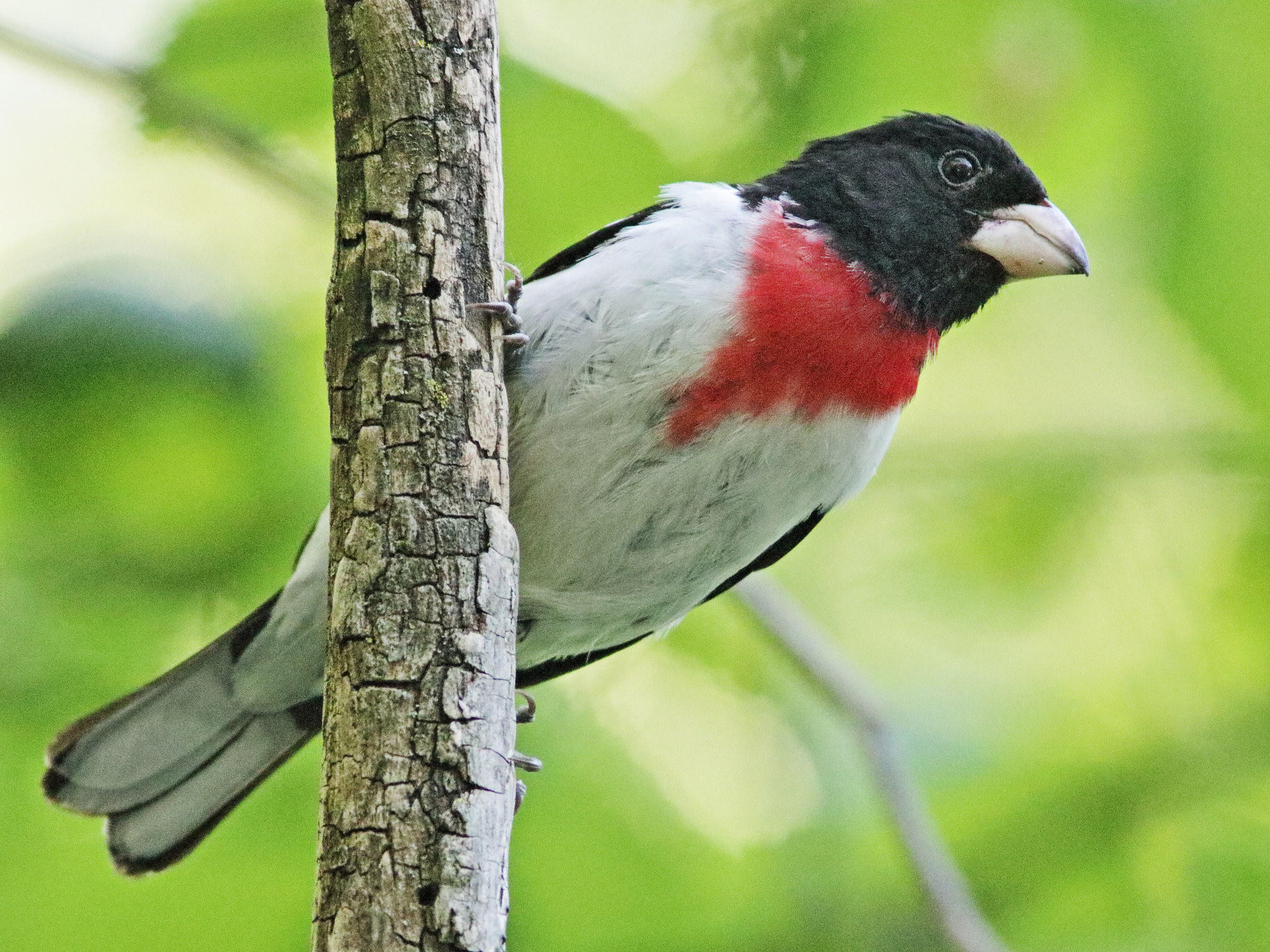 Spring Songbird Migration Is On Wcai
