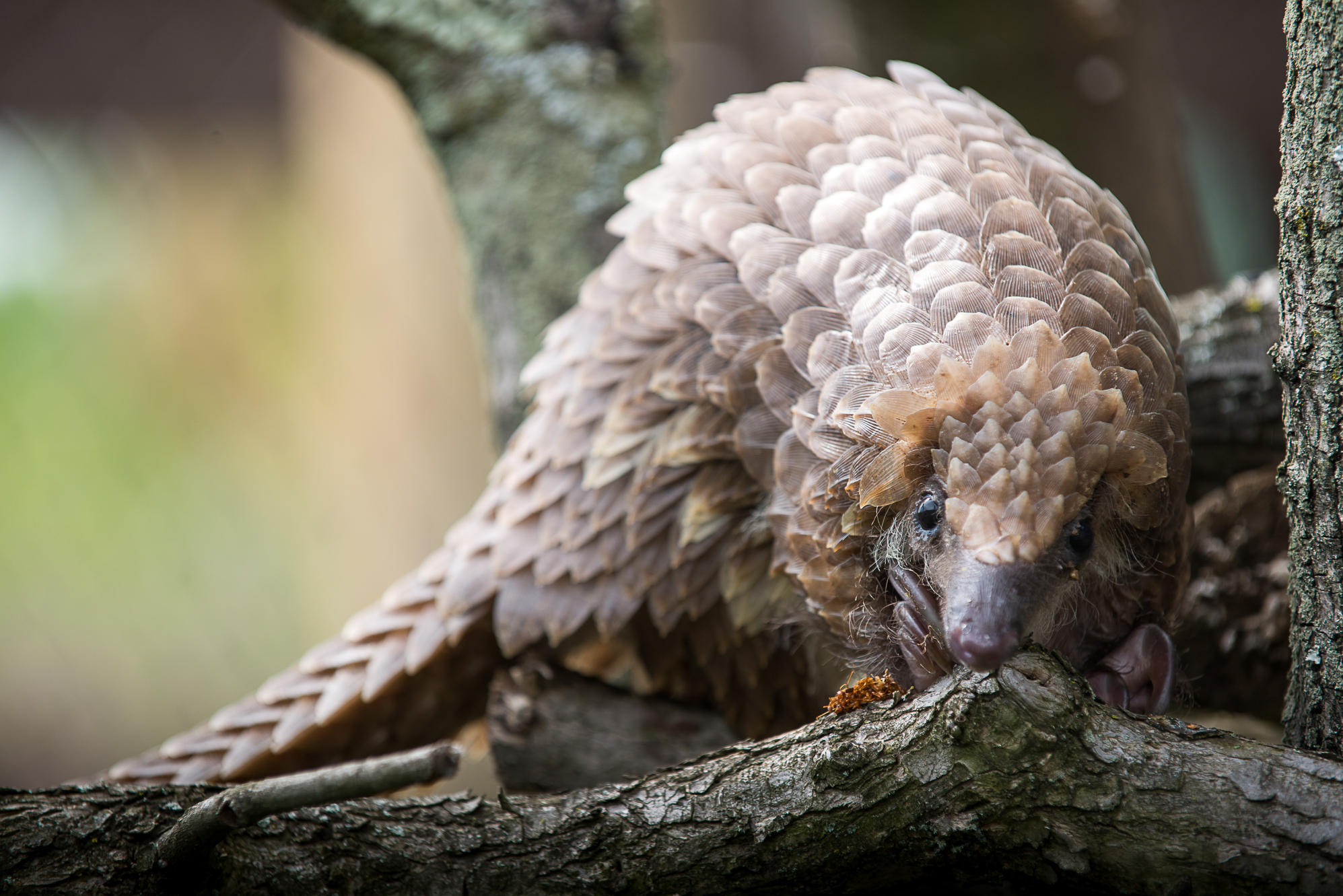 Conservationists Divided Over How To Save The Pangolin, The World's Most Trafficked ...