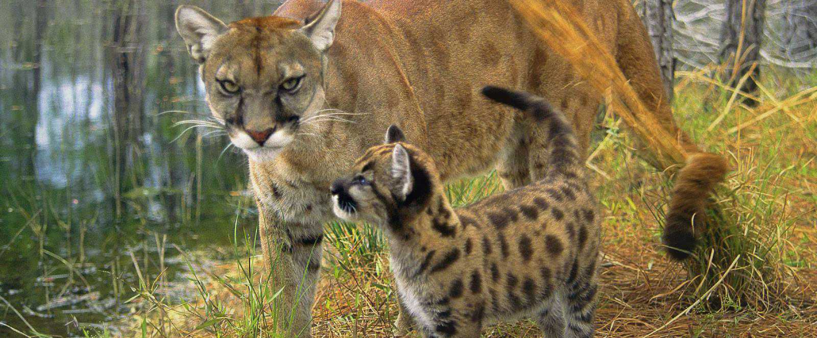 Aww alert: Gatorland welcomes 2 Florida Panther cubs
