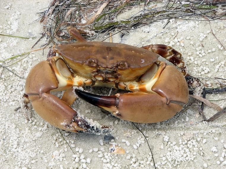 Stone Crab Season Opens With New Rules, Some Guidance | WFSU