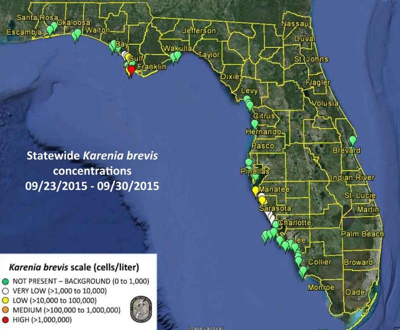 Elevated Red Tide Toxins Detected Along Sarasota Coastline WGCU News