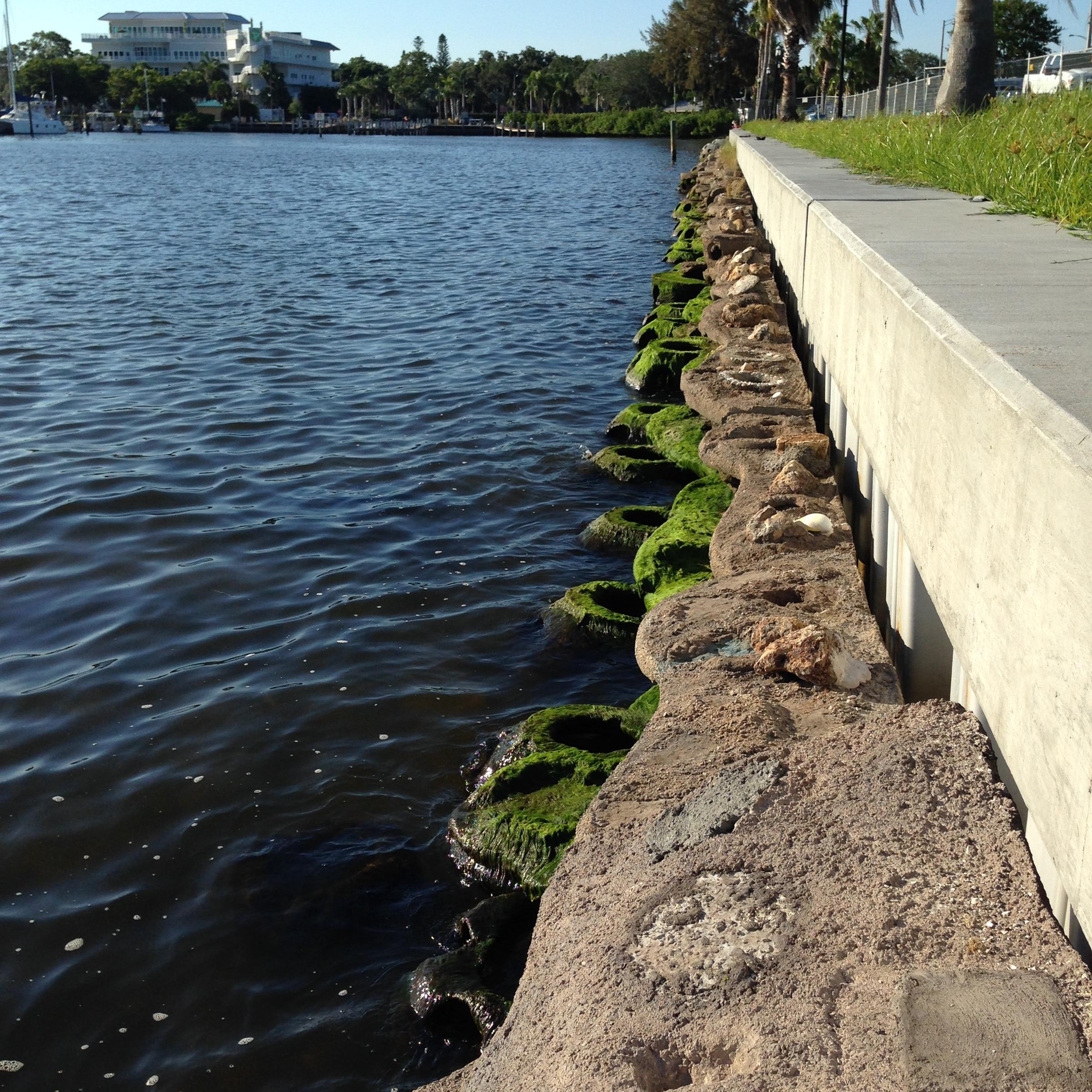City Of Sarasota Funds 'Living Seawall' To Improve Water Quality | WGCU