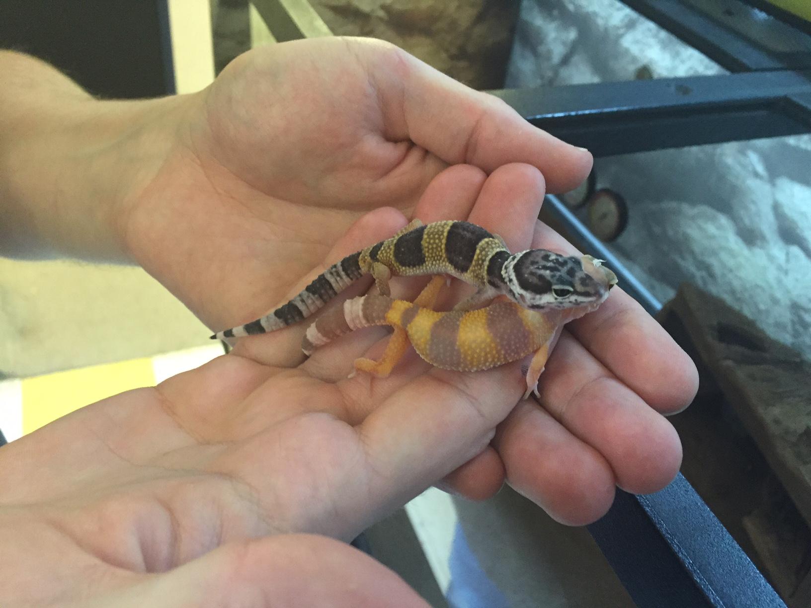 Animal House: Leopard Geckos Won't Try To Sell You Insurance | WGLT
