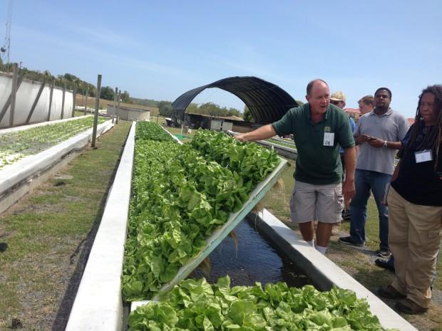  Nonprofit Wants To Create Jobs Through Urban Farming | WJCT NEWS