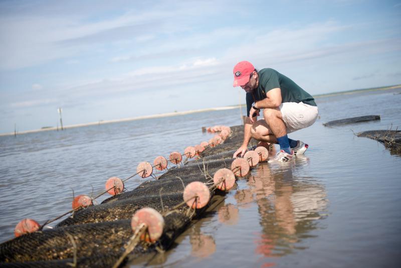 algae species feed for oyster spat
