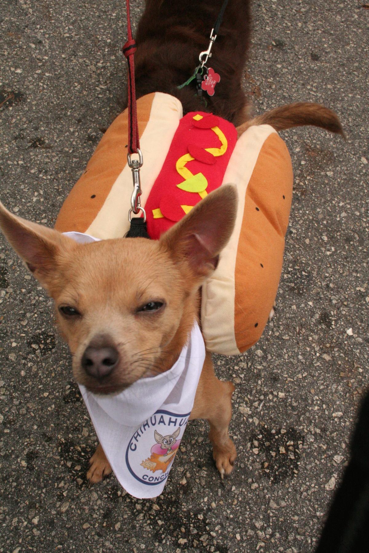 Little Dogs Make Big Splash In Annual Key West New Year's Parade WLRN