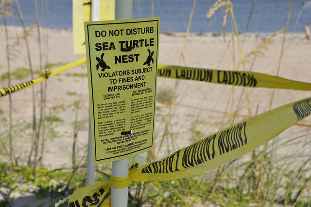State: Leave Nesting And Hatching Sea Turtles In The Dark | WLRN