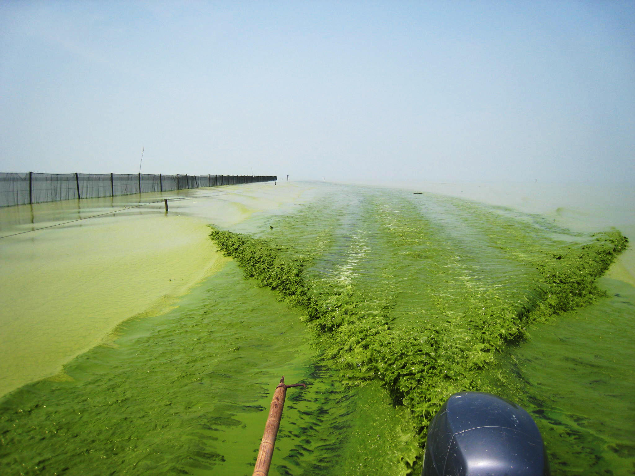 Why Toxic Algae Blooms Are Likely To Get Worse Before They Get Better