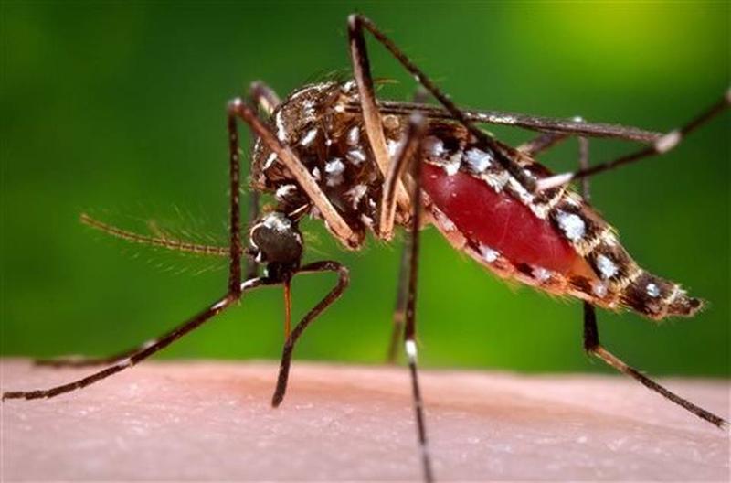 Zika hit Florida months before infections found, study says
