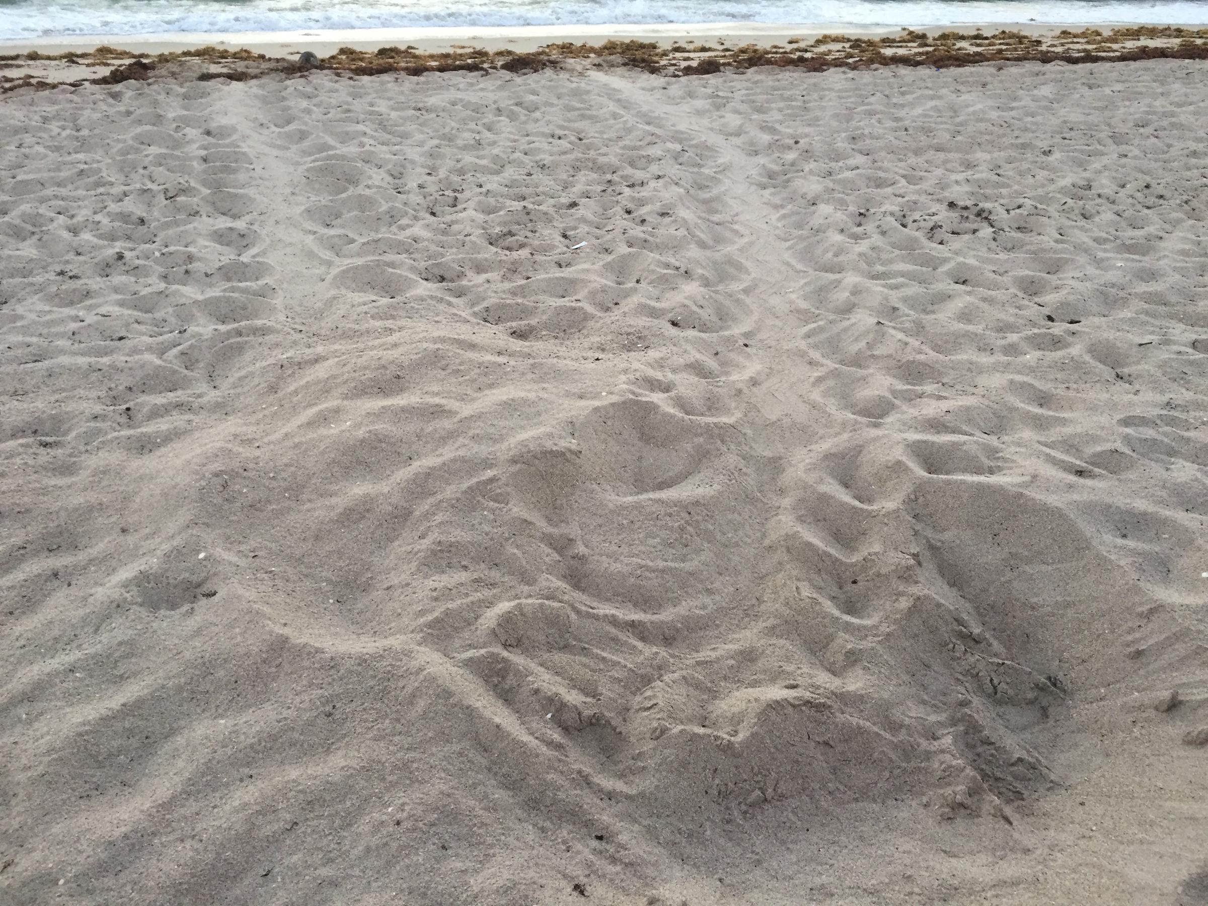 Broward Beaches Top 2,300 Turtle Nests Halfway Through Season | WLRN