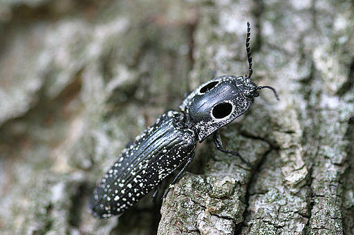 Eyed Click Beetle, Alaus occulatus
