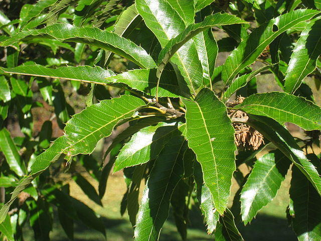 Sawtooth Oak leaves