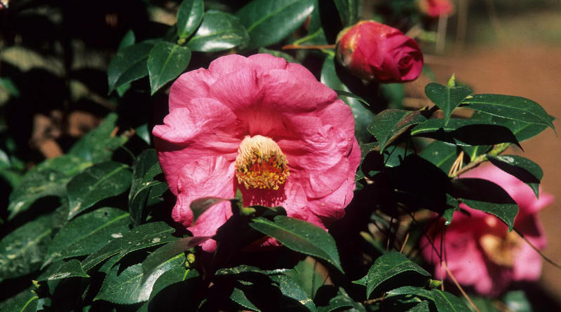 Camellia japonica flower and buds.