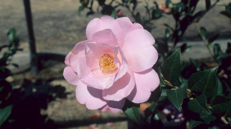 Camellia japonica flower.