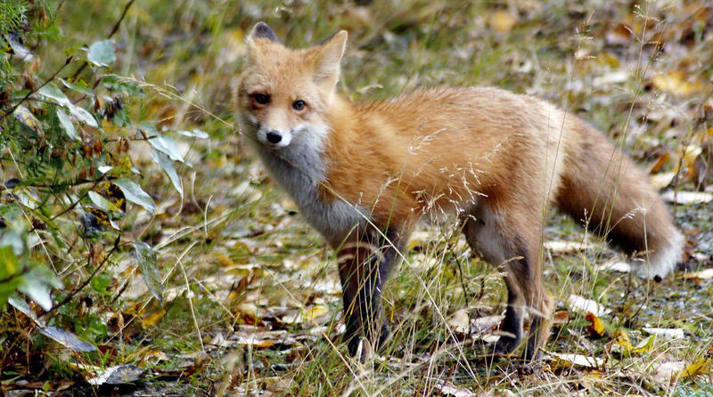 A Red Fox.