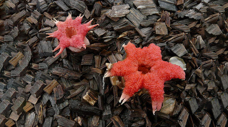 Starfish Stinkhorn Mushroom