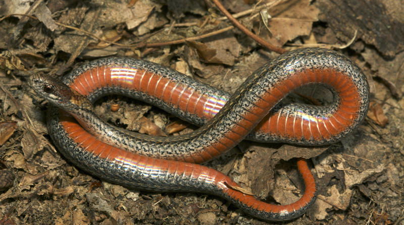 Red Bellied Snake.