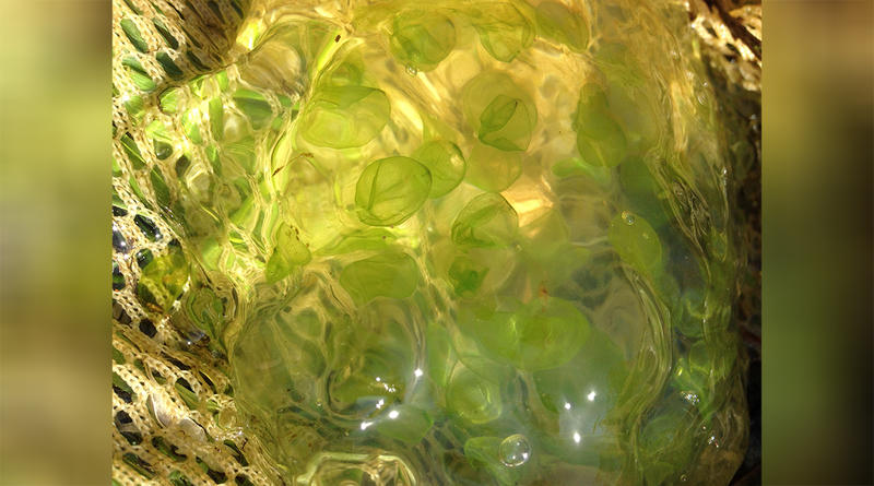 Ambystoma maculatum (spotted salamander) egg masses with algae visible inside the eggs at the University of Mississippi Field Station.