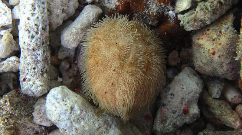 A Heart Urchin, Brissus latecarinatus.