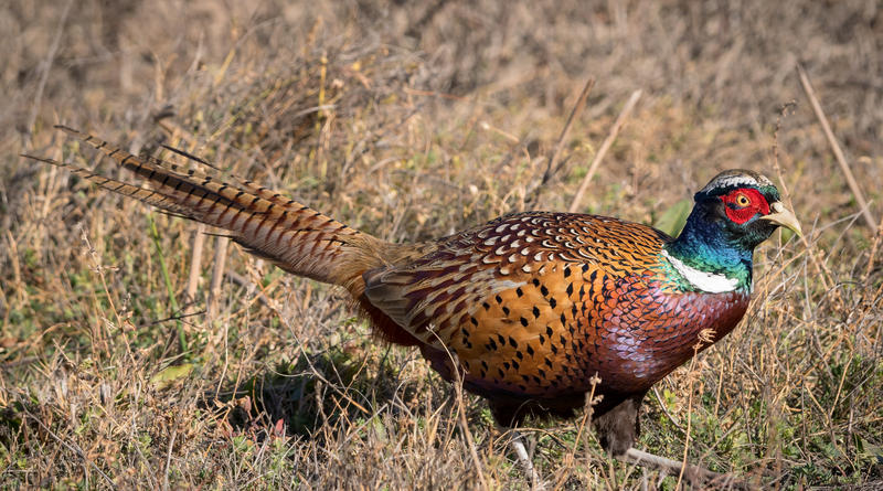A Ring Necked Pheasant