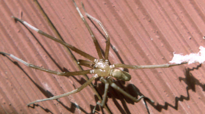 The Southern House Spider